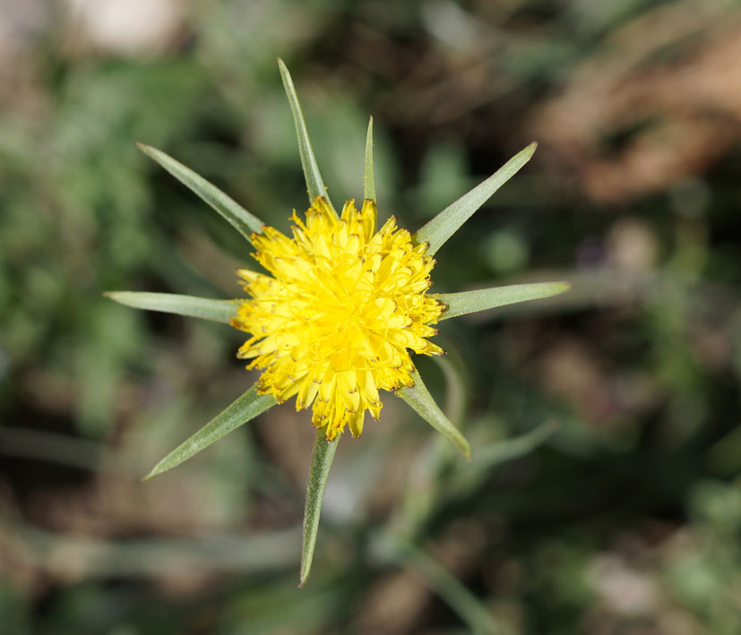 Изображение особи Tragopogon capitatus.