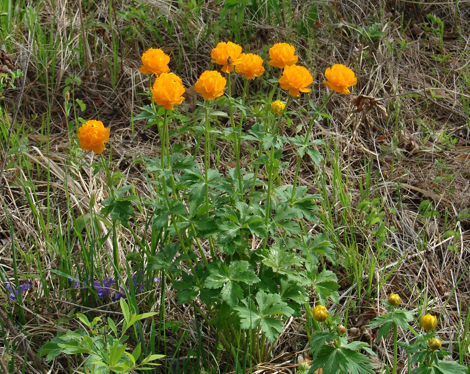 Изображение особи Trollius asiaticus.