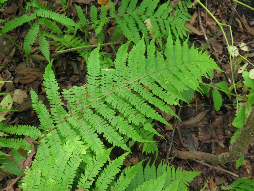 Image of Lunathyrium henryi specimen.