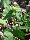 Trollius europaeus