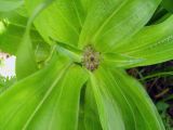 Gentiana macrophylla