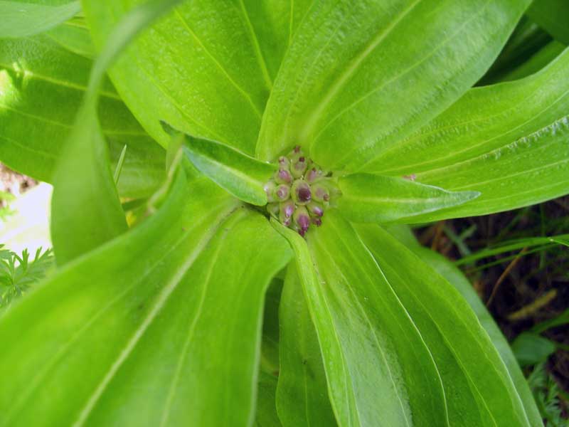 Изображение особи Gentiana macrophylla.