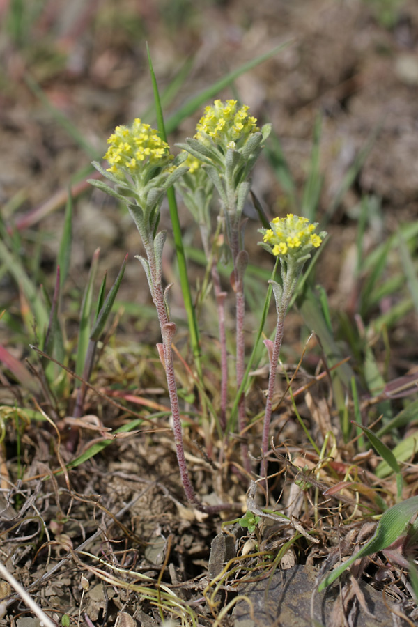 Image of Alyssum turkestanicum var. desertorum specimen.