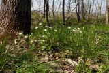 Stellaria holostea. Группа цветущих растений. Республика Адыгея, к востоку от г. Майкоп, опушка дубово-грабового леса. 05.04.2016.