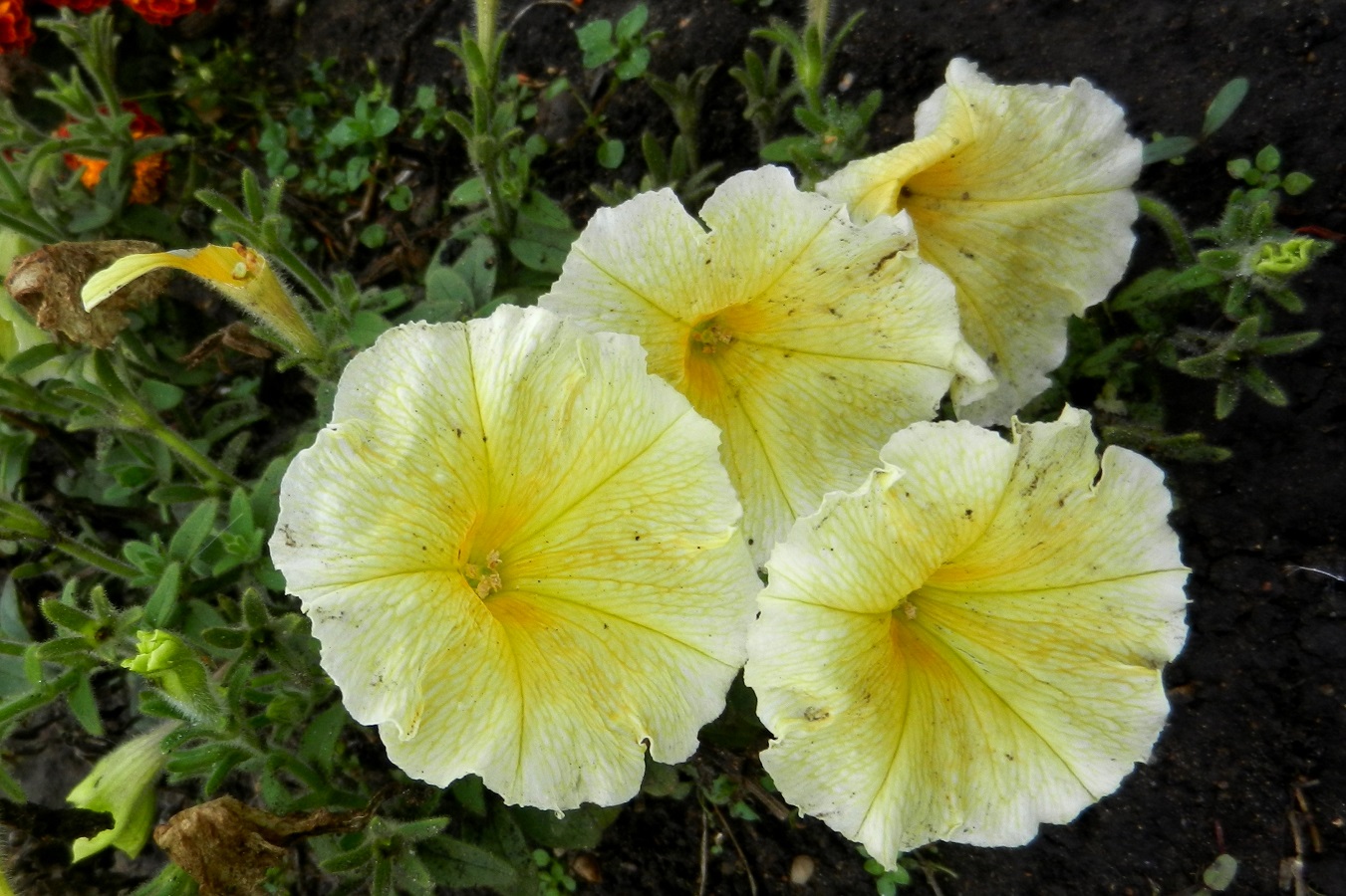 Image of Petunia &times; hybrida specimen.