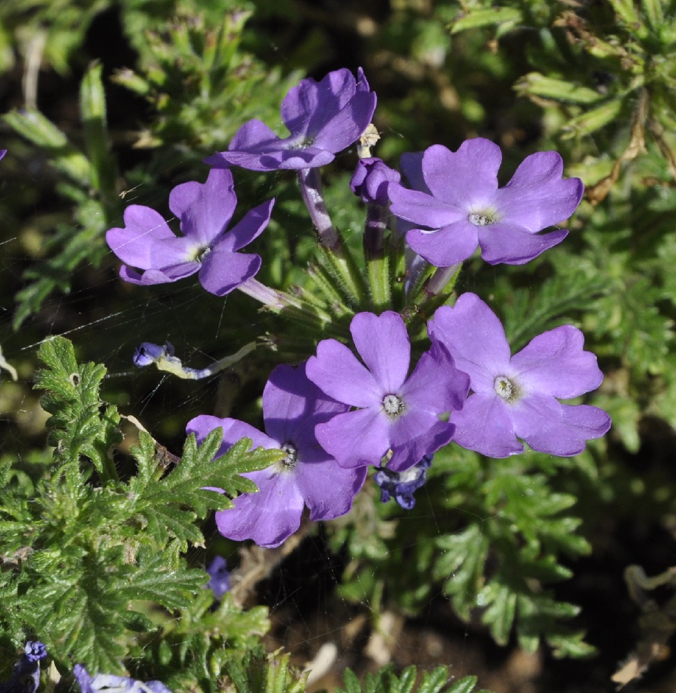 Image of Glandularia &times; hybrida specimen.