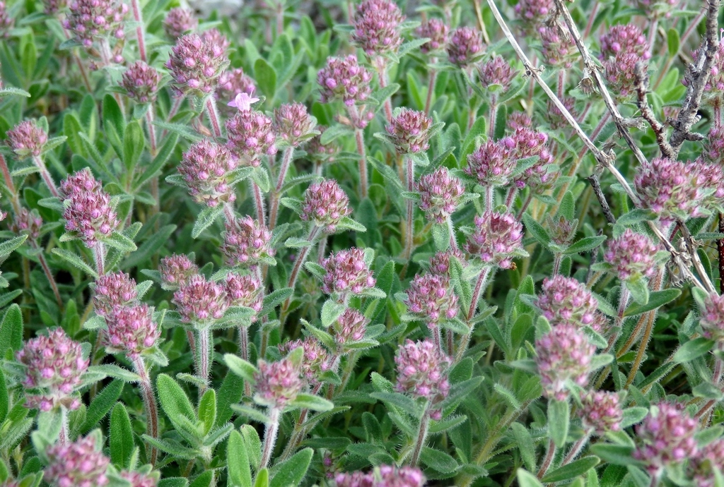 Изображение особи Thymus markhotensis.