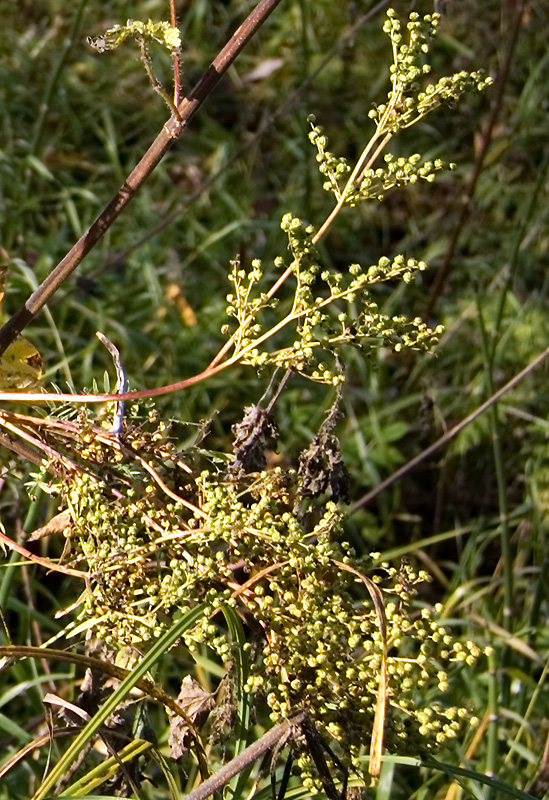 Image of Filipendula ulmaria specimen.