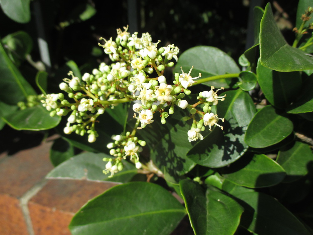 Изображение особи Viburnum odoratissimum.