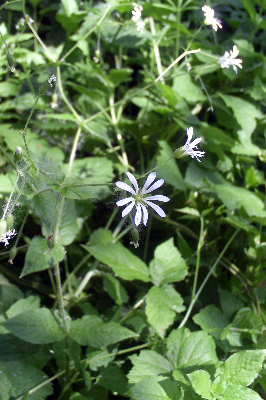 Image of Stellaria nemorum specimen.