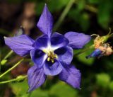 Aquilegia vulgaris