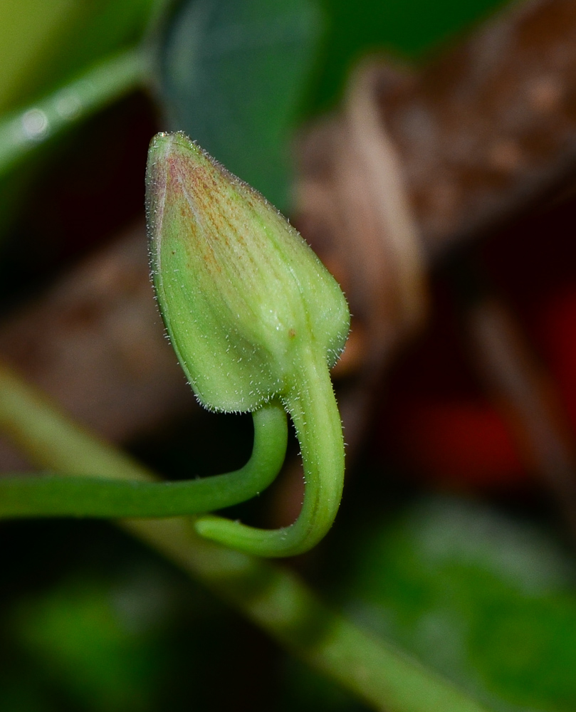 Изображение особи Tropaeolum majus.