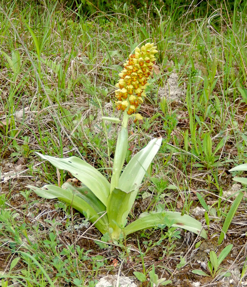 Изображение особи Orchis punctulata.