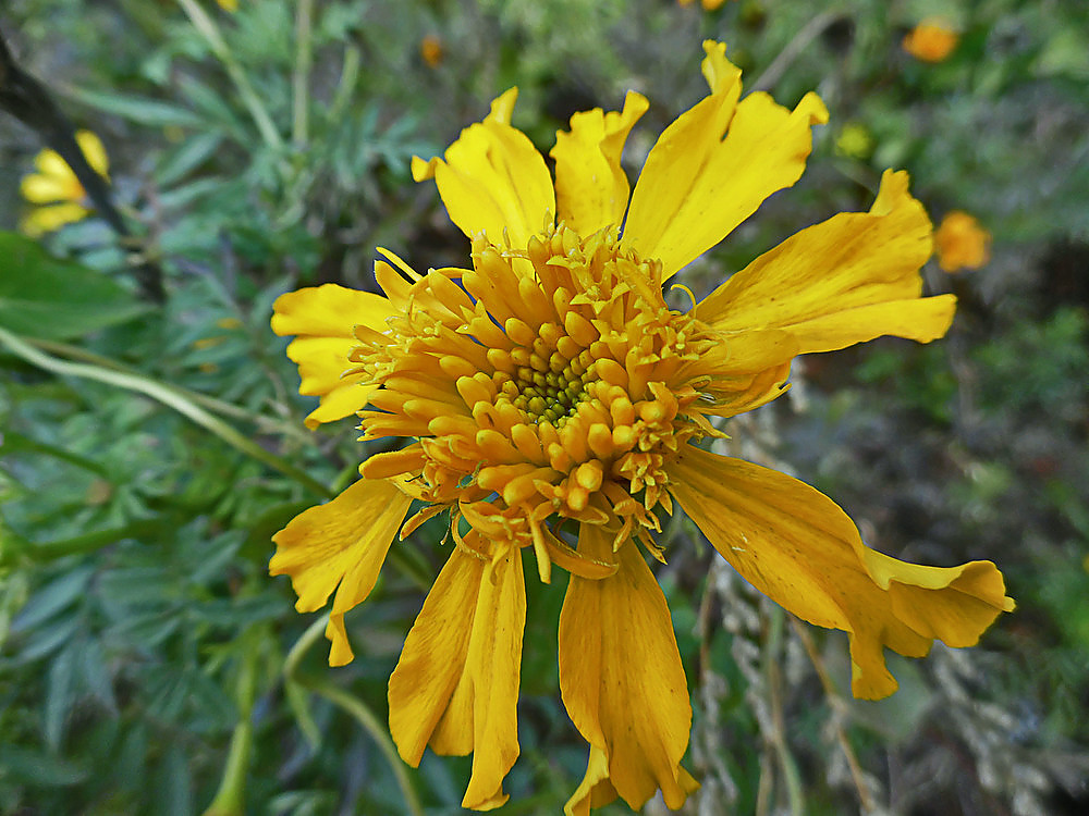 Image of Tagetes erecta specimen.