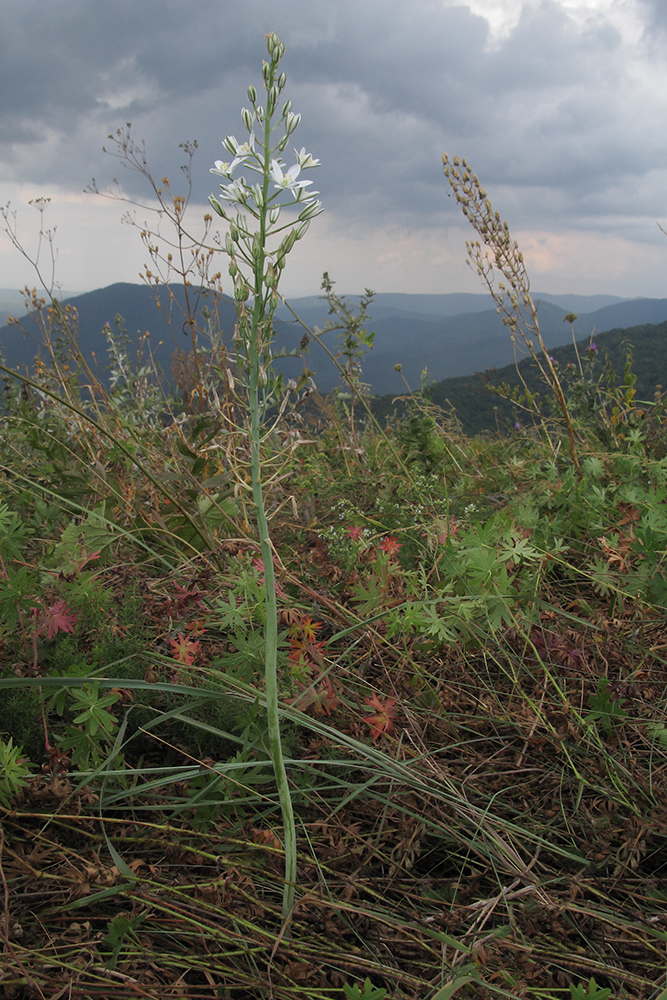 Image of Ornithogalum ponticum specimen.