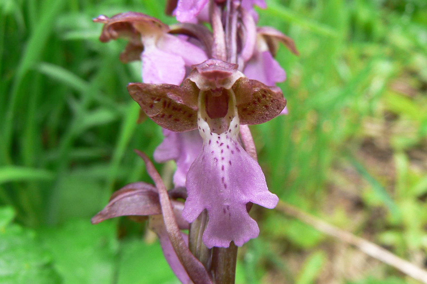 Изображение особи Orchis spitzelii.