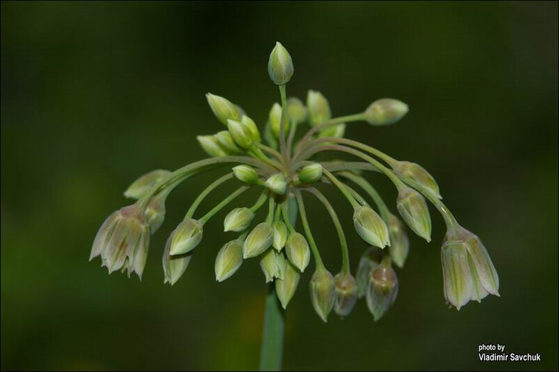 Изображение особи Nectaroscordum bulgaricum.