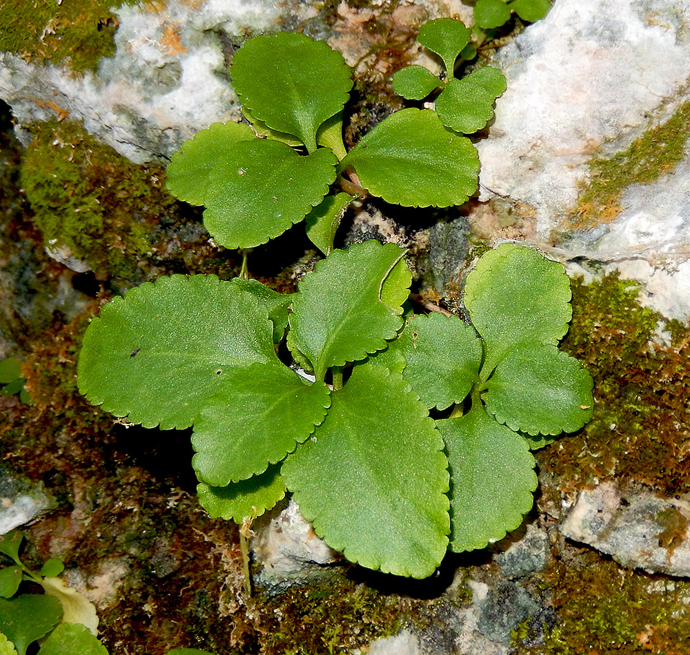 Image of Chiastophyllum oppositifolium specimen.