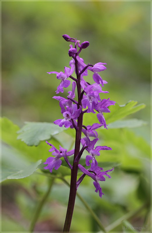 Image of Orchis mascula specimen.