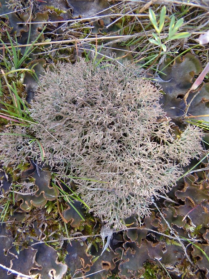 Изображение особи род Cladonia.