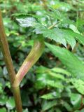 Heracleum moellendorffii