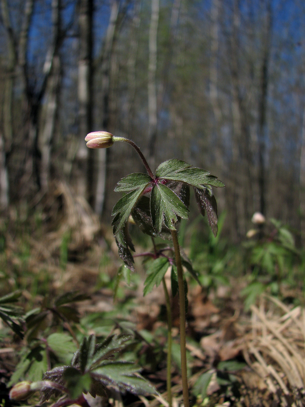 Image of Anemone nemorosa specimen.