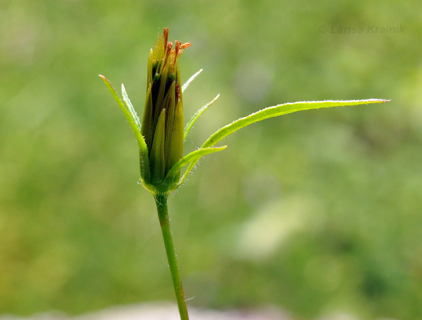 Image of Bidens parviflora specimen.