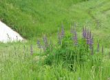 Lupinus × regalis