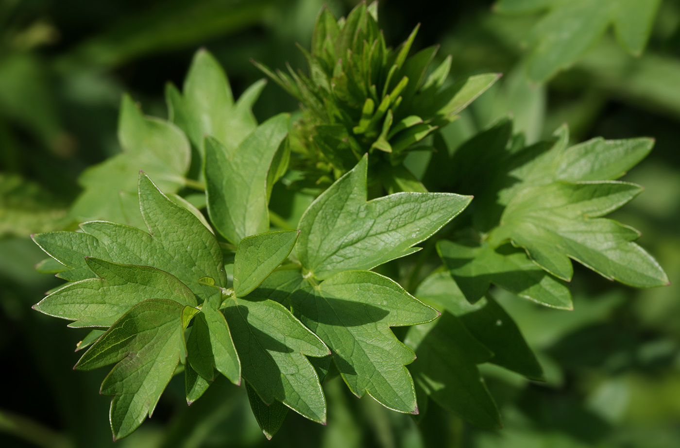 Image of Thalictrum flavum specimen.