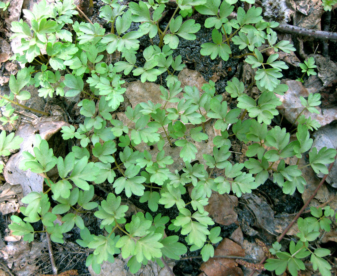 Image of Adoxa moschatellina specimen.