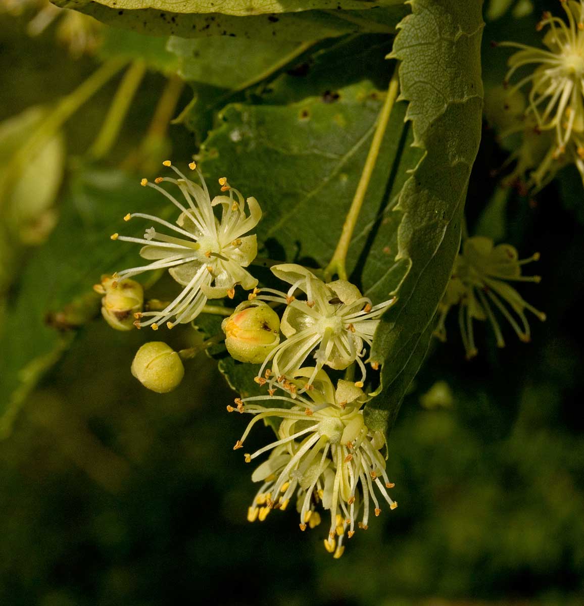 Изображение особи Tilia cordata.