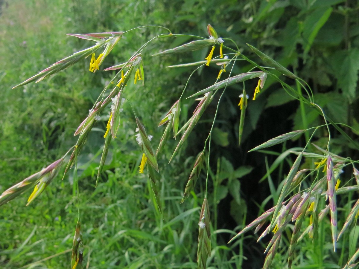 Изображение особи Bromopsis inermis.