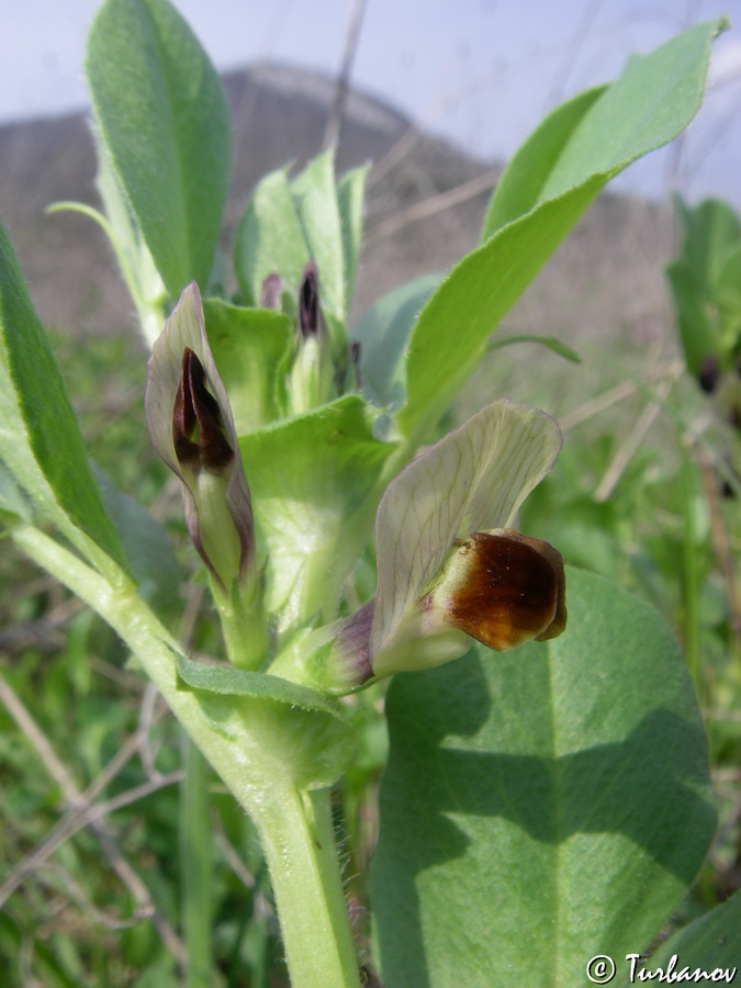 Изображение особи Vicia narbonensis.