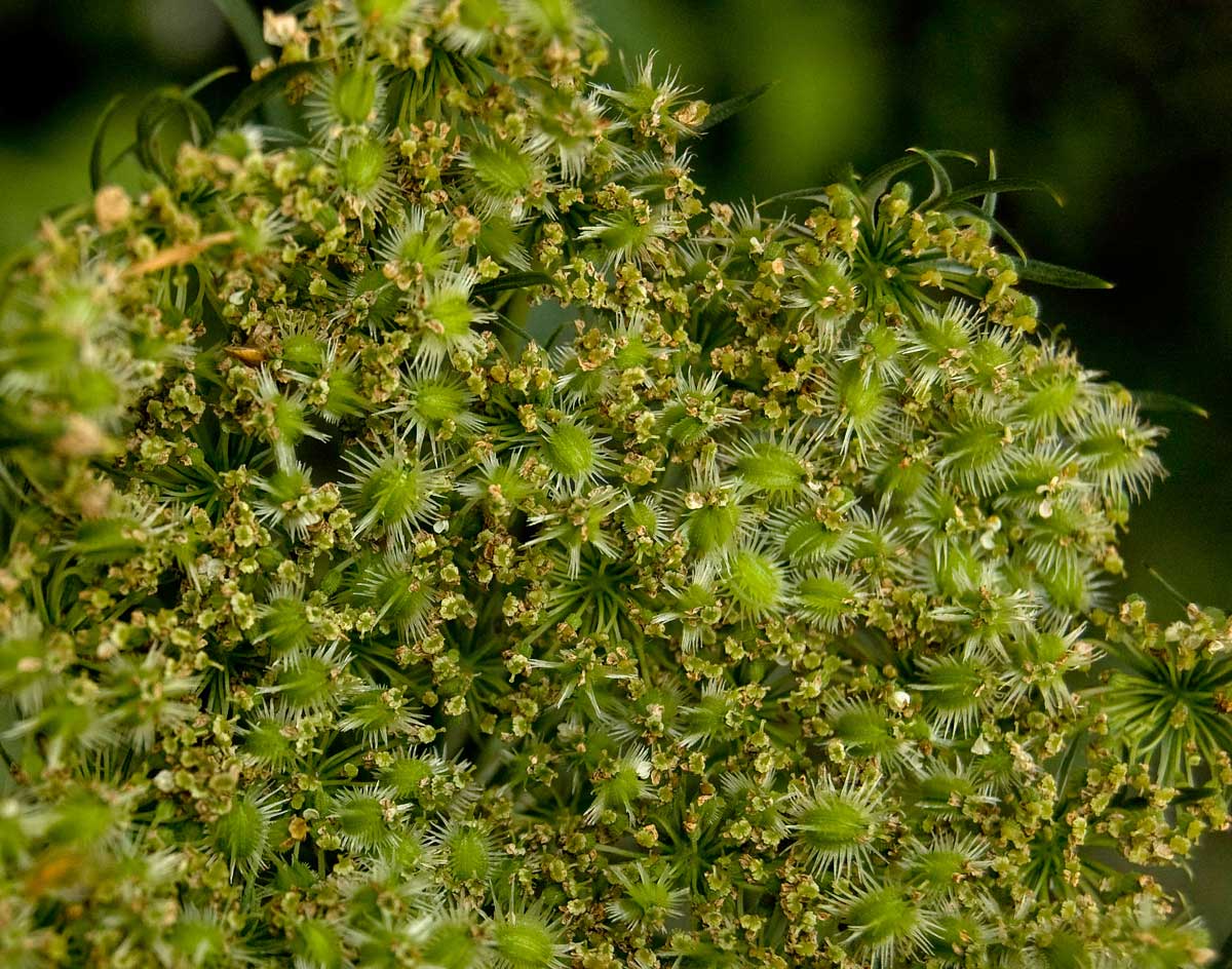 Image of Daucus sativus specimen.