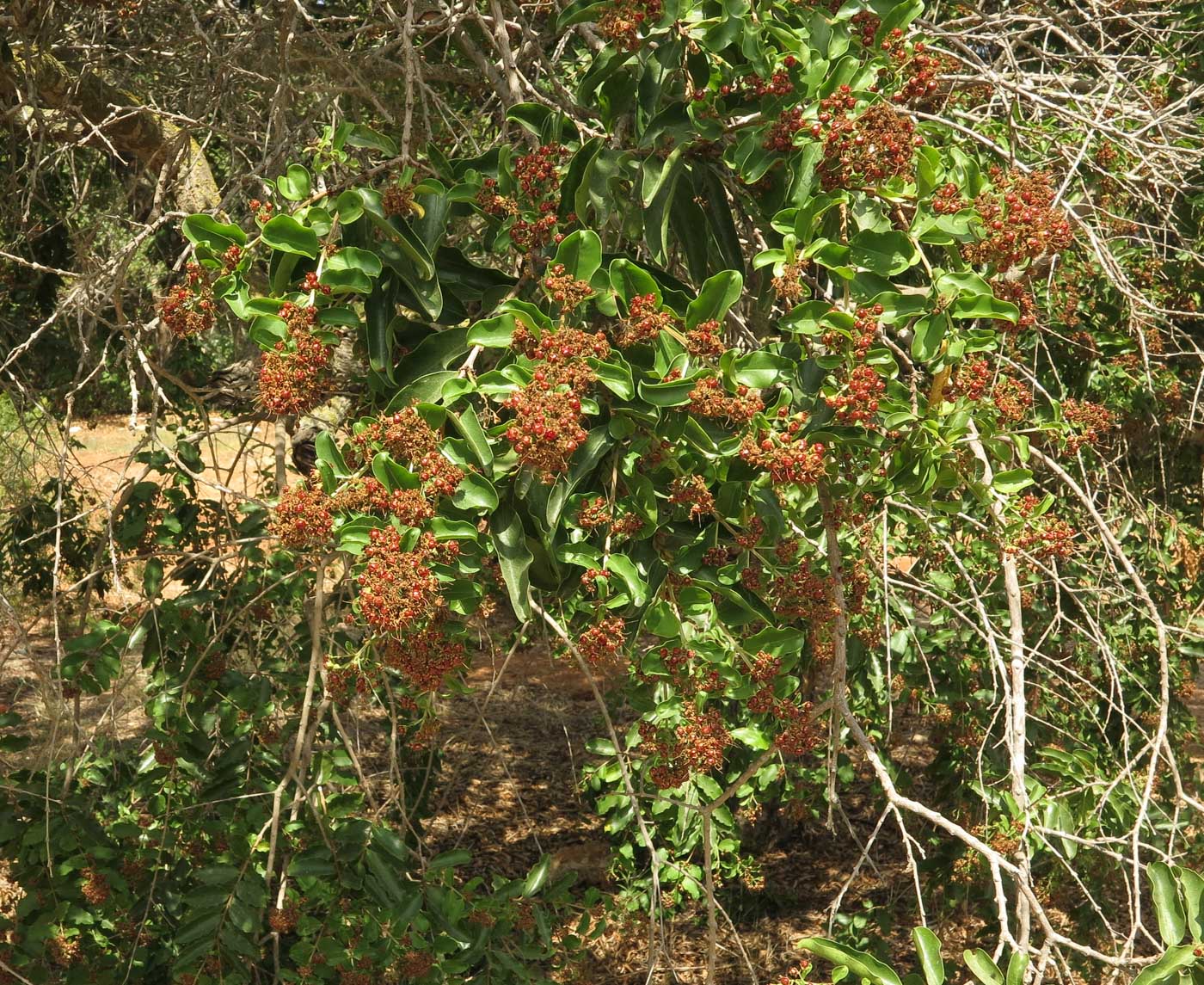 Image of Galpinia transvaalica specimen.