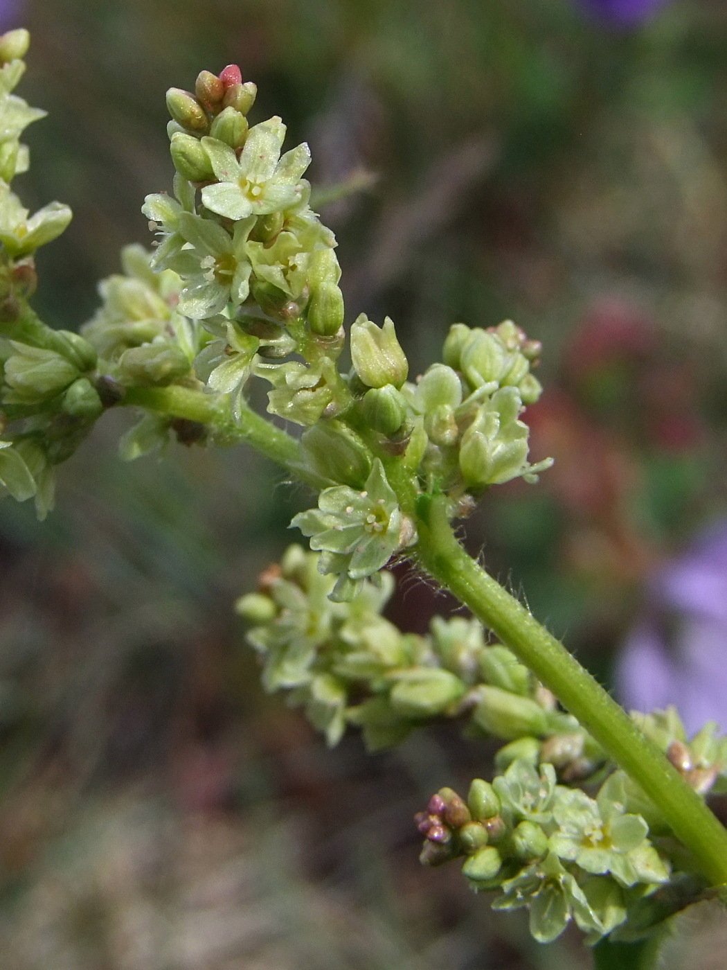 Изображение особи Aconogonon ocreatum var. laxmannii.