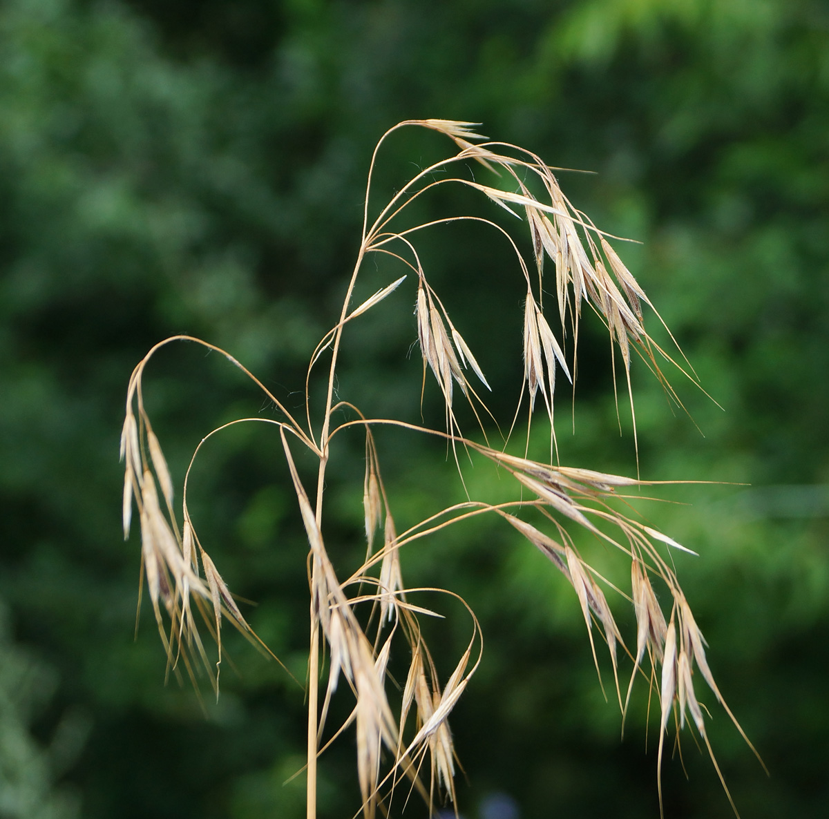 Изображение особи Anisantha tectorum.