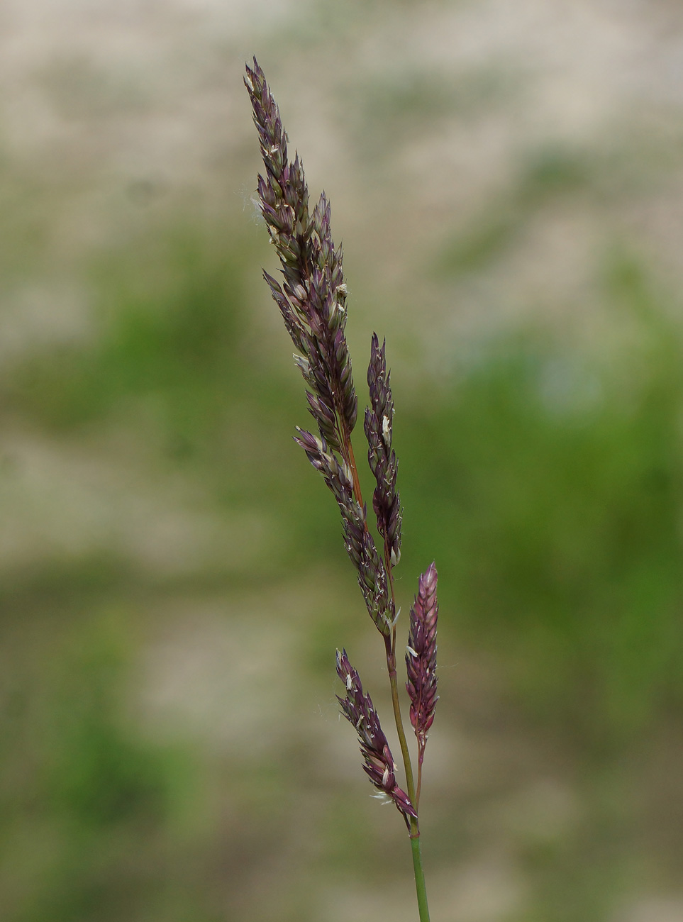 Image of Phalaroides arundinacea specimen.