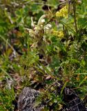 Pedicularis sibthorpii