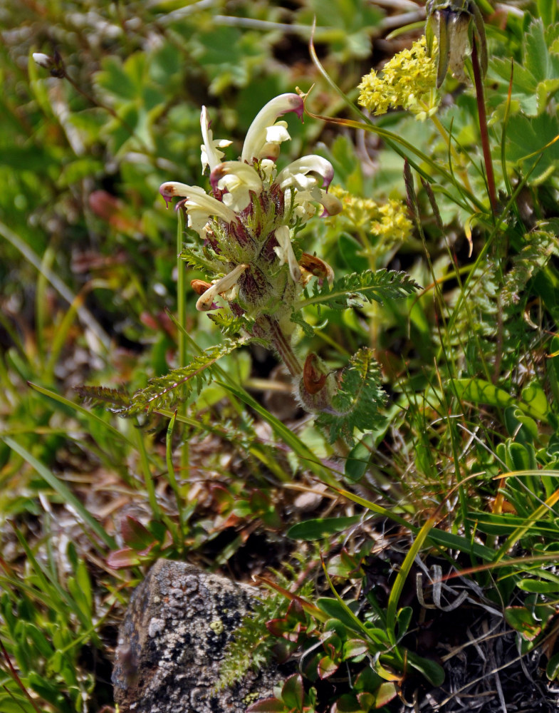 Изображение особи Pedicularis sibthorpii.