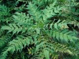 Смотреть изображение род Mahonia