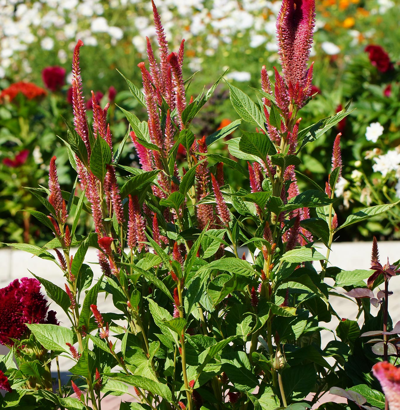 Image of Celosia cristata specimen.