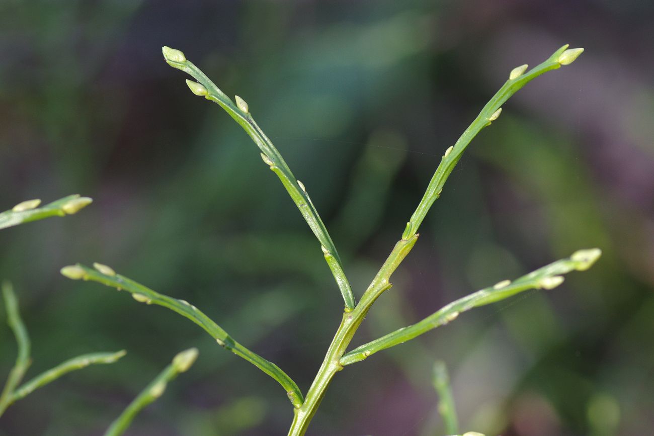 Изображение особи Vaccinium myrtillus.