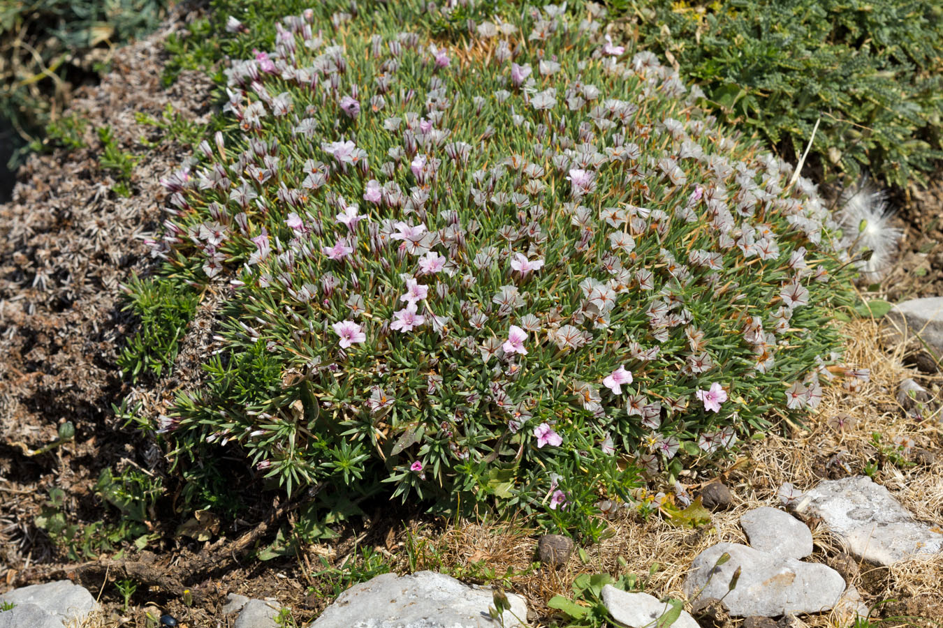 Image of Acantholimon ulicinum specimen.