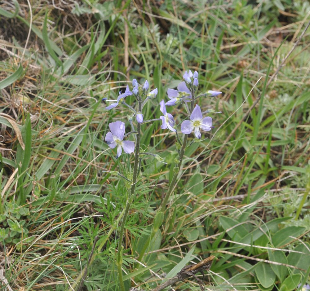 Image of Veronica gentianoides specimen.