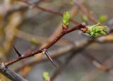 Crataegus chlorocarpa. Веточка с проснувшимися почками и колючками. Восточный Казахстан, г. Усть-Каменогорск, восточные окр., Лесхоз, склон сопки у грунтовой дороги. 30.04.2017.