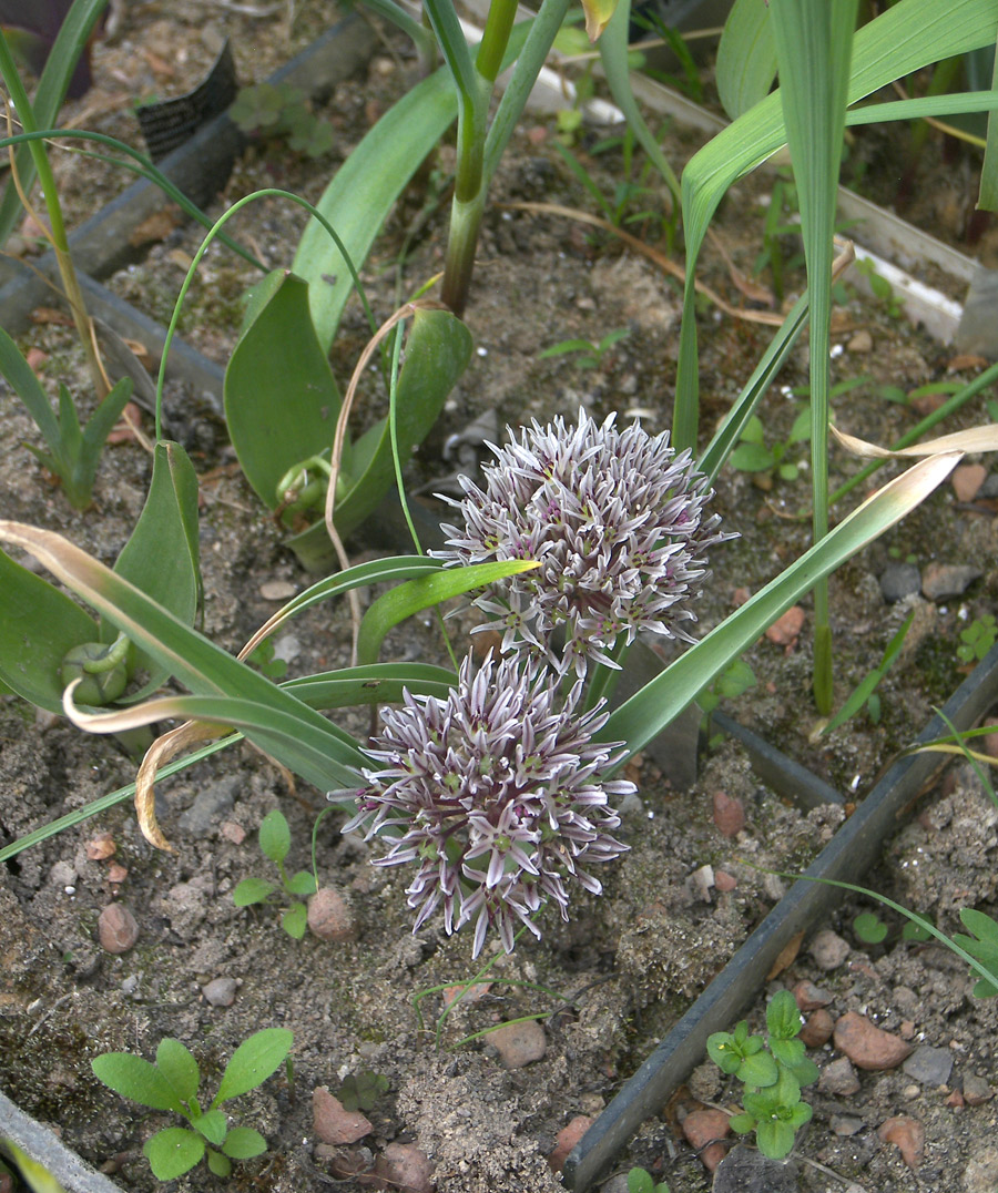 Image of Allium elburzense specimen.