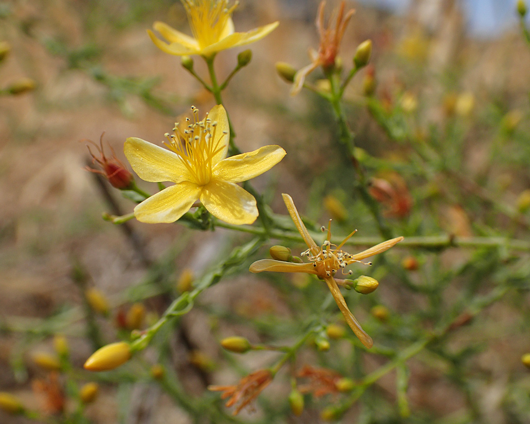 Image of Hypericum triquetrifolium specimen.