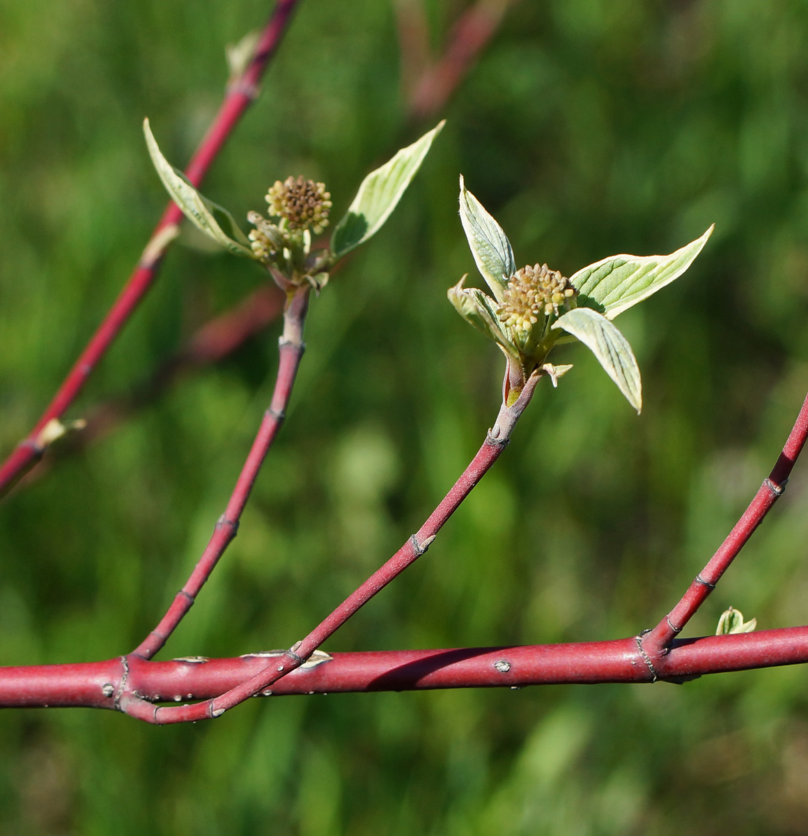 Image of Swida alba var. argenteomarginata specimen.