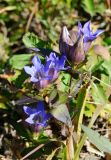 Gentiana scabra. Цветущее растение. Приморский край, Хасанский р-н, мыс Скалистый, склон сопки. 14.10.2018.